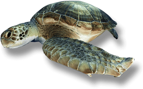 dive with Turtles Tenerife dive with Turtles Tenerife