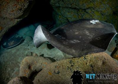 Shark Cave Teneryfa nurkowanie
