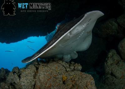 Teneryfa nurkowanie Shark Cave